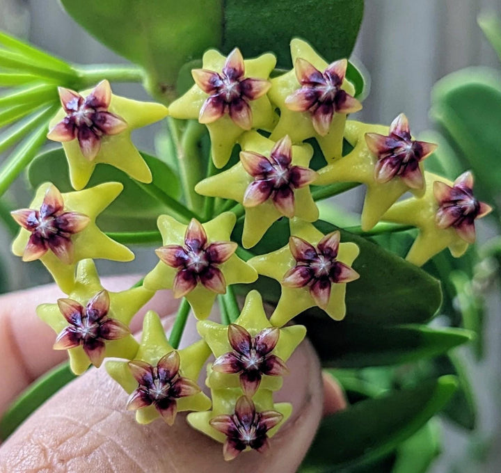 Green Black Carnosa Flower Seeds for Planting - Heirloom, Non-GMO, High Germination Organic Garden Seeds