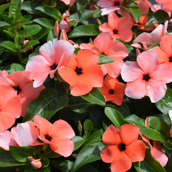 Orange Vinca Flower seeds for Planting – Colorful Display, Heirloom &amp; GMO Free Seeds for Home Garden