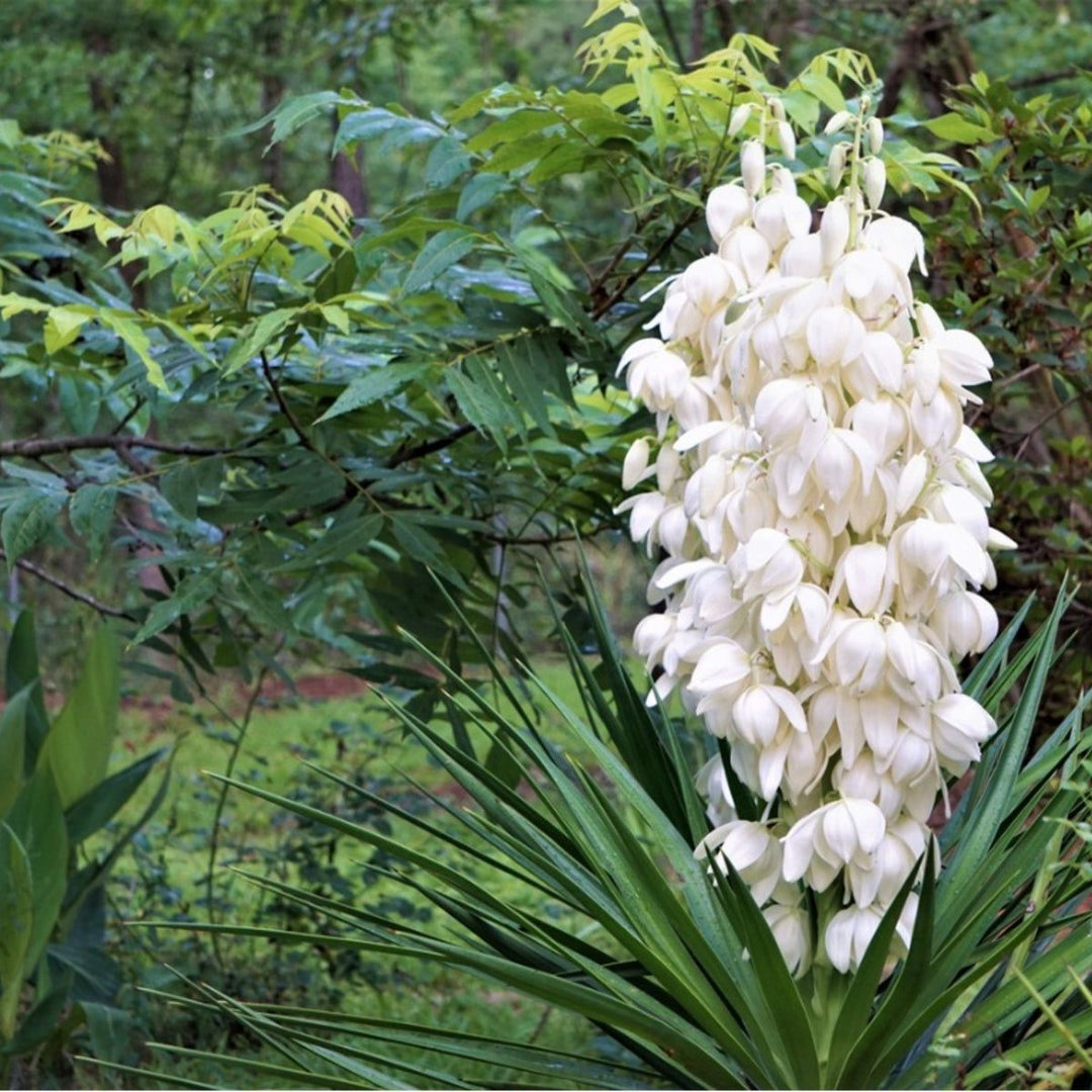 Yucca Flower Seeds for Planting – Heirloom, Non-GMO, High Germination Organic Garden Seeds