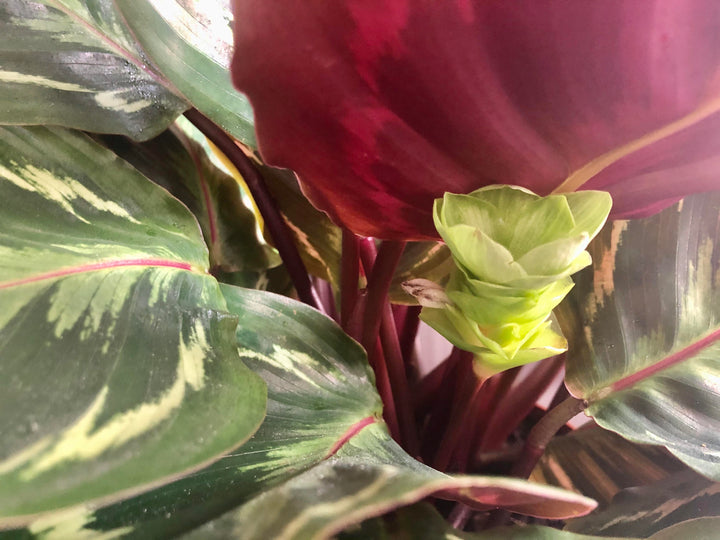 Calathea Medallion Flower Seeds for Planting - Heirloom & Non-GMO Organic Garden Seeds, High Germination