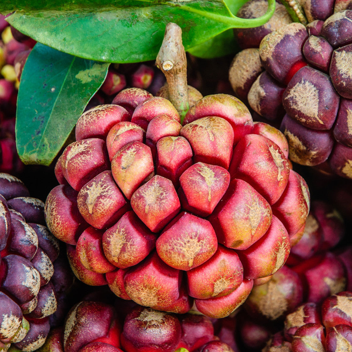 Kadsura Coccinea fruit seeds for planting – Heirloom & Non-GMO garden seeds, unique hardy fruit variety