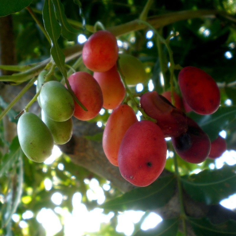 Harpephyllum Caffrum fruit seeds for planting – Heirloom & Non-GMO garden seeds, exotic resilient fruit trees