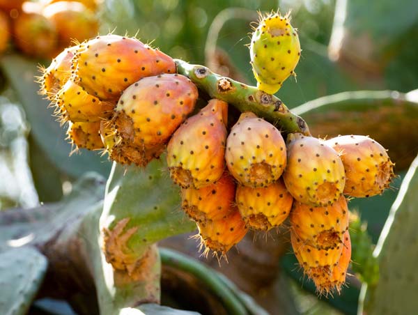 Fresh Kaktusfeige Flower Seeds for Planting – Heirloom Non-GMO, High Germination Organic Garden Seeds