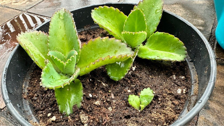 Green Kalanchoe Plant Seeds for Planting – Heirloom & Non-GMO Succulent Seeds for Indoor Pots & Gardens