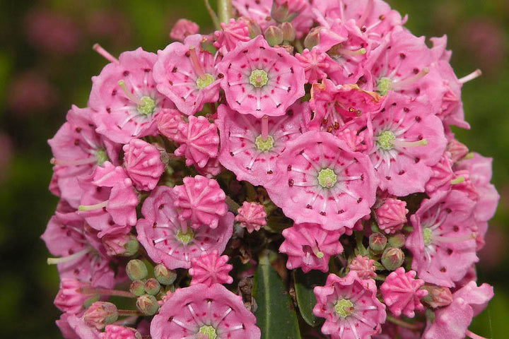 Pink Kalmia Flower Seeds for Planting – Heirloom Non-GMO, High Germination Organic Garden Seeds