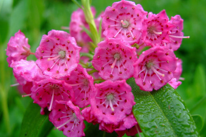 Pink Kalmia Flower Seeds for Planting – Heirloom Non-GMO, High Germination Organic Garden Seeds