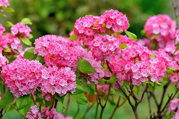 Pink Kalmia Flower Seeds for Planting – Heirloom Non-GMO, High Germination Organic Garden Seeds