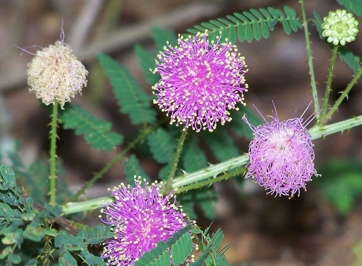 Lavender Mimosa Pudica Flower Seeds for Planting – Easy to Grow, Heirloom, Non-GMO, Organic Garden Seeds