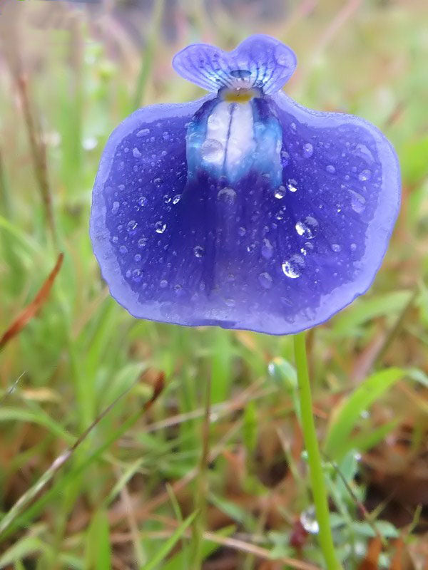 Blue Bladderwort Flower seeds for Planting - Low Maintenance, Heirloom & GMO Free Seeds for Home Garden, Non-GMO