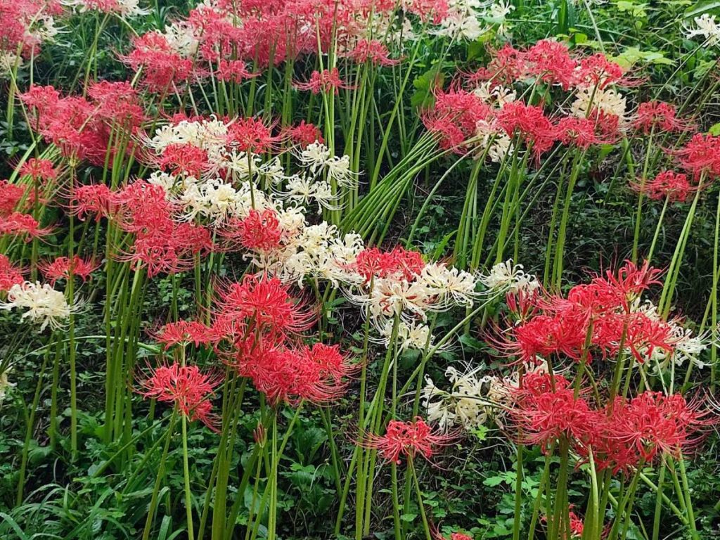 Mixed Higanbana Flower Seeds for Planting – Heirloom, Non-GMO, Drought Tolerant, High Germination