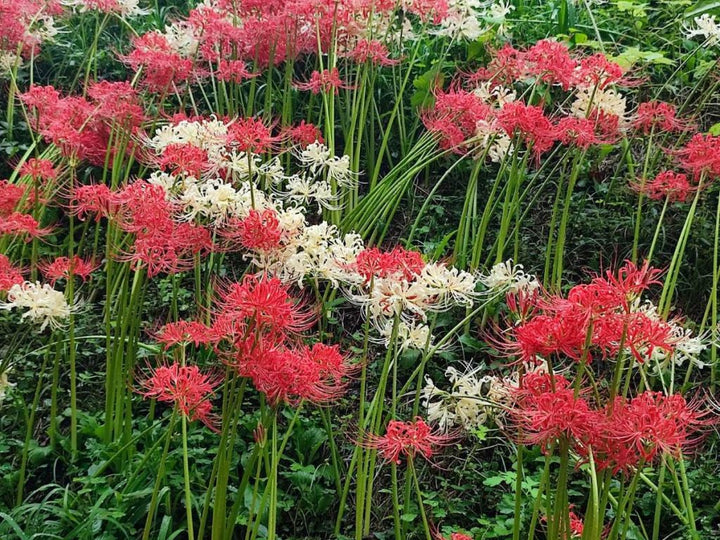 Mixed Higanbana Flower Seeds for Planting – Heirloom, Non-GMO, Drought Tolerant, High Germination