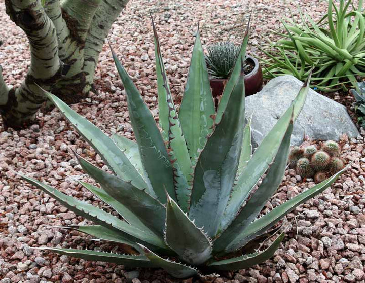 Green Agave Kerchovei Flower Seeds for Planting – Heirloom Non-GMO Seeds, High Germination, Organic Garden Seeds