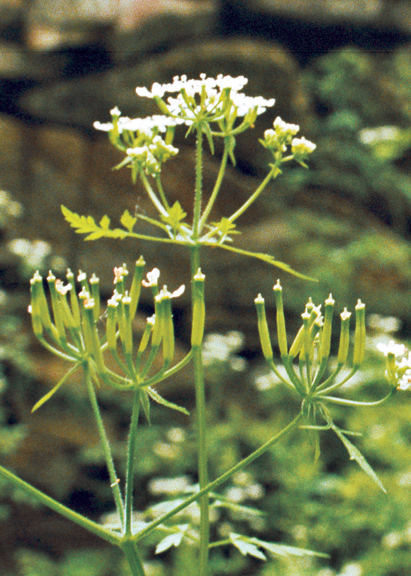 Green Chervil Vegetable Seeds for Planting – Heirloom & Non-GMO Garden Seeds
