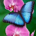 Blue Pink Butterfly Orchid Flower Seeds for Planting – Easy to Grow, Heirloom & Non-GMO Organic Garden Seeds