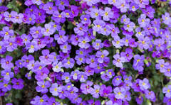 Blaukissen Flower Seeds for Planting – Long Bloom Season, Heirloom, Non-GMO & Organic Garden Seeds