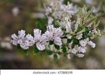 Myrrhis Flower Seeds for Planting – Drought Tolerant, Heirloom, Non-GMO & Organic Garden Seeds