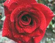 Enana Roja Flower Seeds for Planting – Low Maintenance, Heirloom, Non-GMO & Organic Garden Seeds