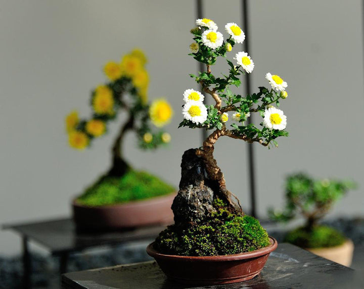 Bonsai Chrysanthemum Flower Seeds for Planting – Heirloom, Non-GMO, High Germination Organic Garden Seeds
