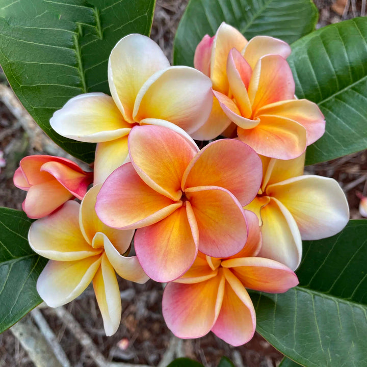 Peach Frangipani Flower Seeds for Planting – Heirloom Non-GMO, High Germination Organic Garden Seeds