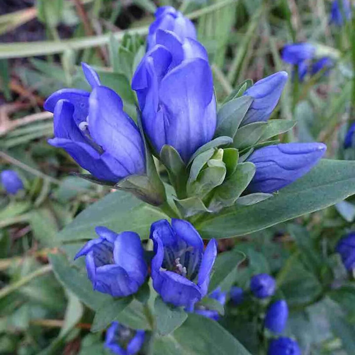 Gentian Flower Seeds for Planting – Heirloom Non-GMO, High Germination Organic Garden Seeds for Home Garden