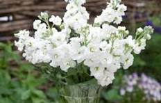 White Matthiola Incana Flower Seeds for Planting – Pollinator Friendly, Heirloom, Non-GMO & Organic Garden Seeds
