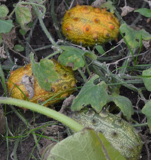 Orange Kiwano Seeds – Heirloom Non-GMO Spiky Melon Vegetable Garden Seeds for Planting
