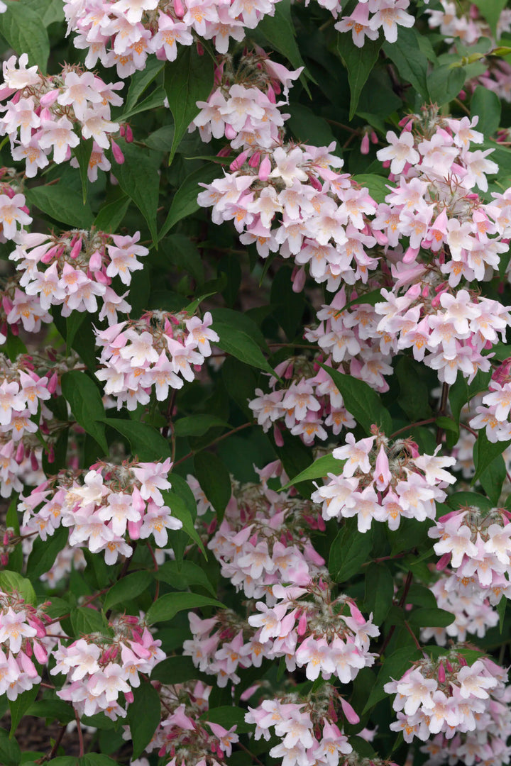 Pink Linnaea Amabilis Flower Seeds for Planting – Heirloom Non-GMO, High Germination Organic Garden Seeds