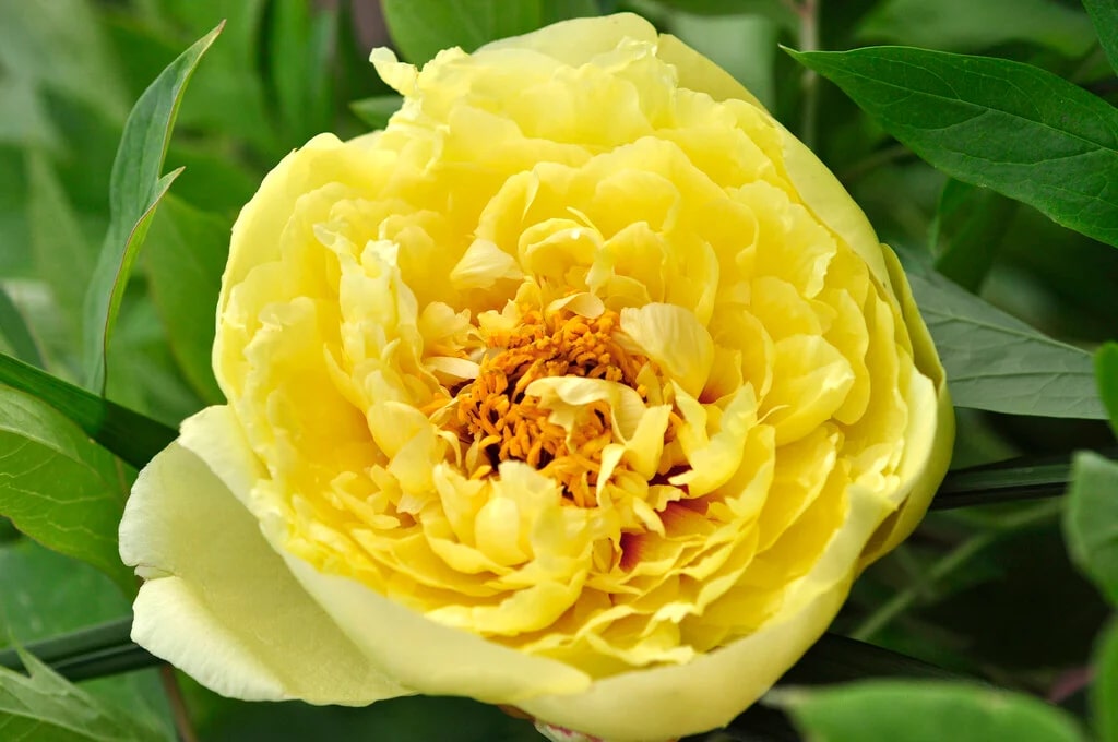 Yellow Peony Flower seeds for Planting - Bright Blooms, Heirloom & GMO Free Seeds for Home Garden | Non-GMO High Germination Organic Garden Seeds