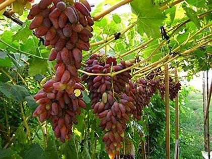 Manicure Finger Grape Fruit Seeds – Heirloom, Non-GMO Seeds for Small Compact Garden Planting