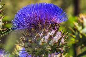 Blue Cardoon Flower Seeds for Planting – Heirloom, Non-GMO, High Germination Organic Garden Seeds (100pcs)