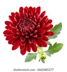 Chrysanthemum Red Flower Seeds for Planting – Heirloom, Non-GMO, High Germination Organic Garden Seeds (100pcs)