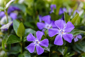 Purple Vinca Periwinkle Flower Seeds for Planting – Heirloom, Non-GMO, High Germination Organic Garden Seeds (100pcs)