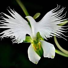 Japonesa Garza Flores Flower Seeds for Planting – Heirloom, Non-GMO, High Germination Organic Garden Seeds (100pcs)