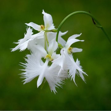 White Egret Orchid Flower Seeds for Planting – Heirloom, Non-GMO, High Germination Organic Garden Seeds (100pcs)