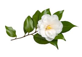 Camellia White Flower Seeds for Planting – Heirloom, Non-GMO, High Germination Organic Garden Seeds (100pcs)