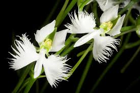 White Egret Orchid Flower Seeds for Planting – Heirloom, Non-GMO, High Germination Organic Garden Seeds (100pcs)