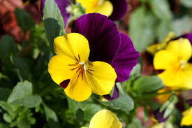 Mixed Viola Tricolor Flower Seeds for Planting – Heirloom, Non-GMO, High Germination Organic Garden Seeds (100pcs)