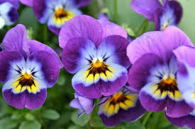Mixed Viola Tricolor Flower Seeds for Planting – Heirloom, Non-GMO, High Germination Organic Garden Seeds (100pcs)