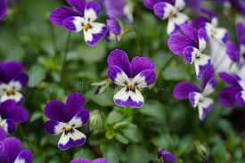 Mixed Viola Tricolor Flower Seeds for Planting – Heirloom, Non-GMO, High Germination Organic Garden Seeds (100pcs)