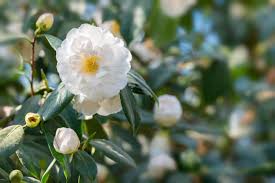 Camellia White Flower Seeds for Planting – Heirloom, Non-GMO, High Germination Organic Garden Seeds (100pcs)