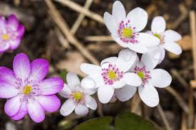 Pink White Hepatica Flower Seeds for Planting – Heirloom, Non-GMO, High Germination Organic Garden Seeds (100pcs)