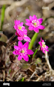 Pink White Hepatica Flower Seeds for Planting – Heirloom, Non-GMO, High Germination Organic Garden Seeds (100pcs)