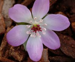 Pink White Hepatica Flower Seeds for Planting – Heirloom, Non-GMO, High Germination Organic Garden Seeds (100pcs)