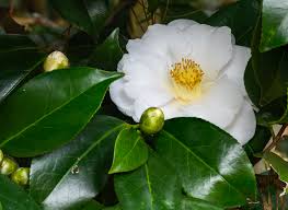 Camellia White Flower Seeds for Planting – Heirloom, Non-GMO, High Germination Organic Garden Seeds (100pcs)