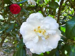 Camellia White Flower Seeds for Planting – Heirloom, Non-GMO, High Germination Organic Garden Seeds (100pcs)