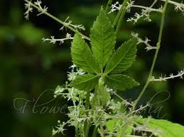 Gynostemma Pentaphyllum Flower Seeds for Planting – Heirloom, Non-GMO, High Germination Organic Garden Seeds (100pcs)