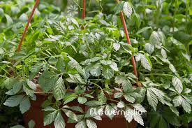 Gynostemma Pentaphyllum Flower Seeds for Planting – Heirloom, Non-GMO, High Germination Organic Garden Seeds (100pcs)