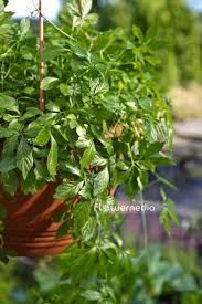 Gynostemma Pentaphyllum Flower Seeds for Planting – Heirloom, Non-GMO, High Germination Organic Garden Seeds (100pcs)