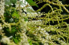 Gynostemma Pentaphyllum Flower Seeds for Planting – Heirloom, Non-GMO, High Germination Organic Garden Seeds (100pcs)