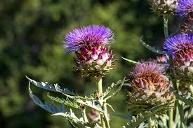 Blue Cardoon Flower Seeds for Planting – Heirloom, Non-GMO, High Germination Organic Garden Seeds (100pcs)